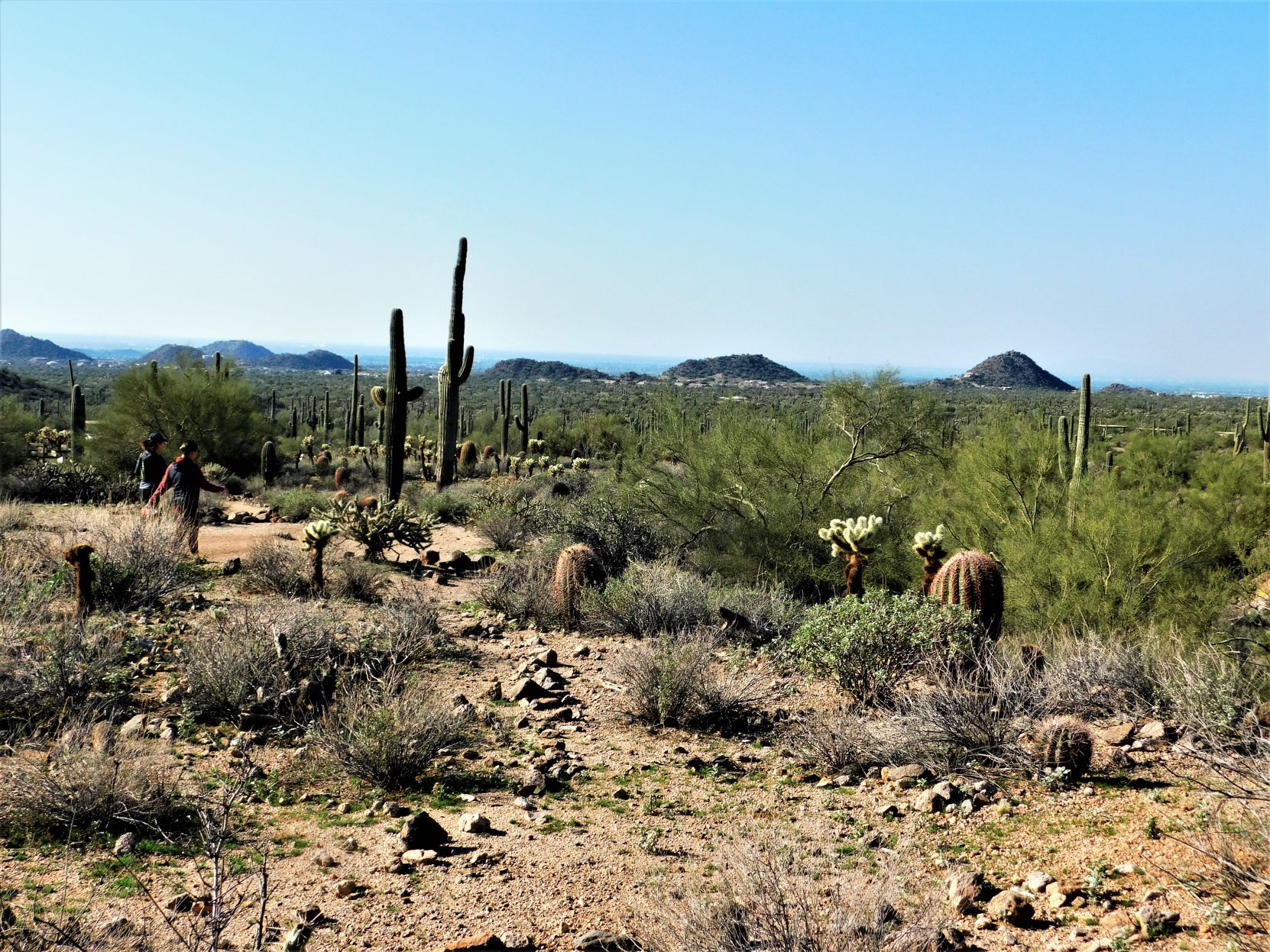 Cactus